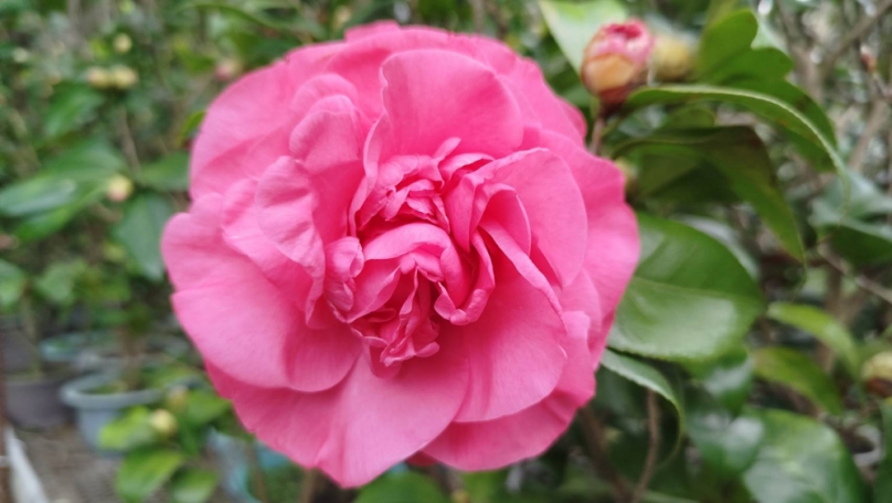 新竹茶花名聞遐邇   「覓覓茶花」12/13~2/28浪漫登場