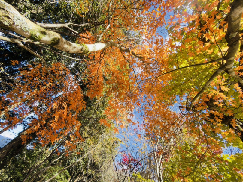 大雪山迎接聖誕「楓」潮　漫山紅葉點亮冬日山林！