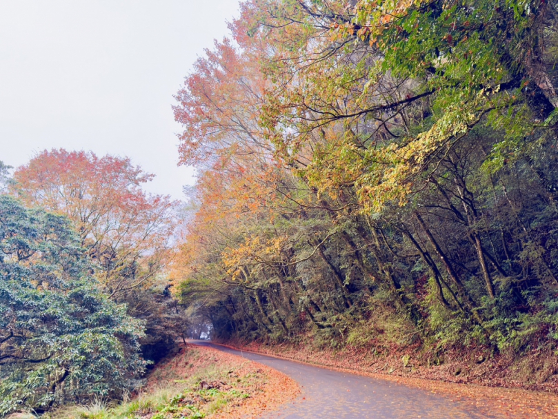 歡慶成立40周年 大雪山歲末楓紅推出入園優惠