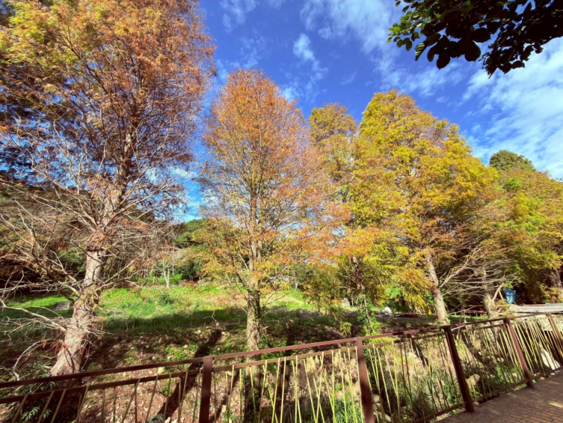 巨大溫差催紅落羽松   新竹縣推薦五大秘境   大家來體驗冬日浪漫！