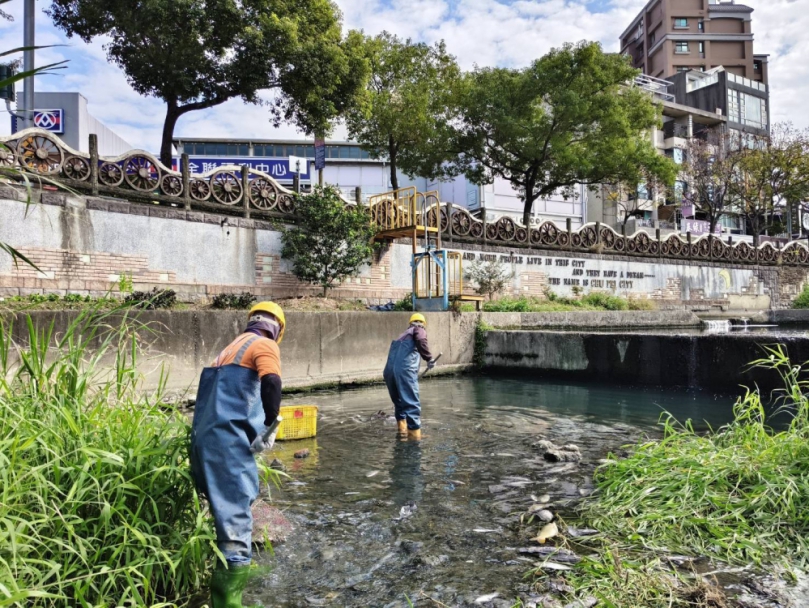 新竹縣豆子埔溪枯水又低溫   魚群相繼死亡   縣府出手救溪救魚