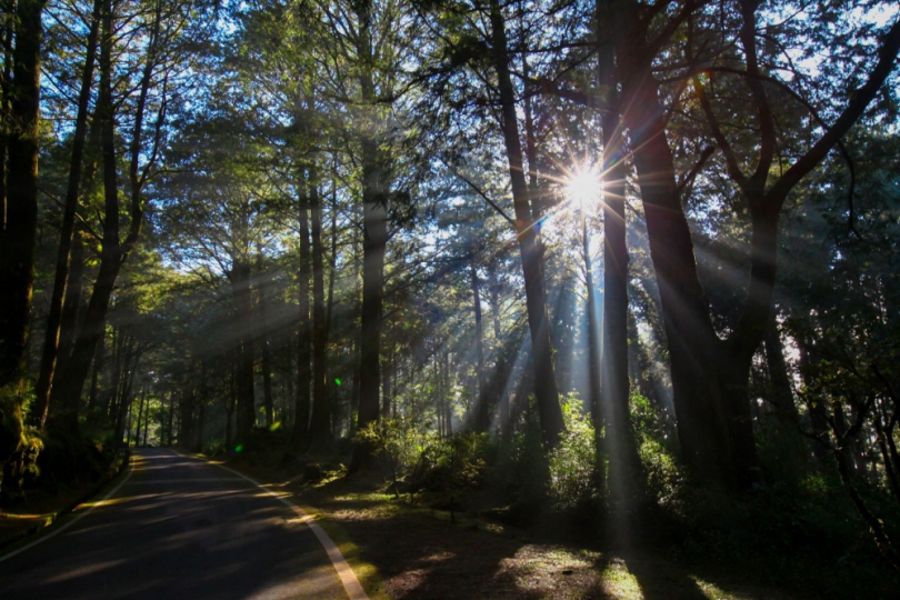 獨享世界級森林療癒系寶藏 阿里山賓館頂級套房即將亮相