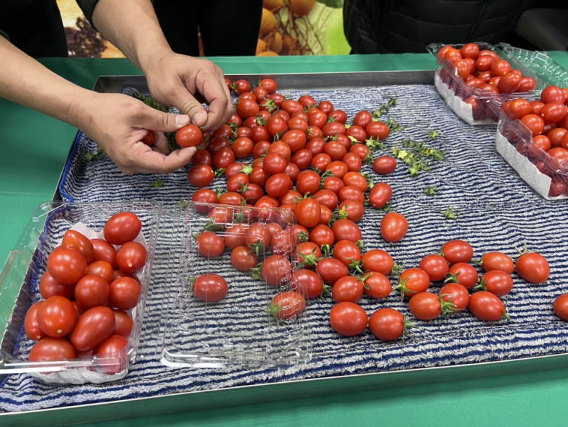 冬日限定好滋味　鹽水番茄產季到來