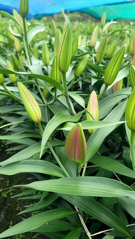 后里百合花迎來好花況　穩定氣候助收成　花農收益表現平穩