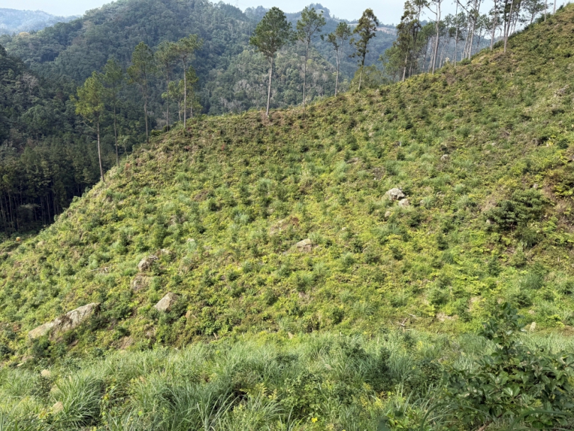 新竹縣造林新制獎勵金最高60萬   舊制變更期限只到今年底
