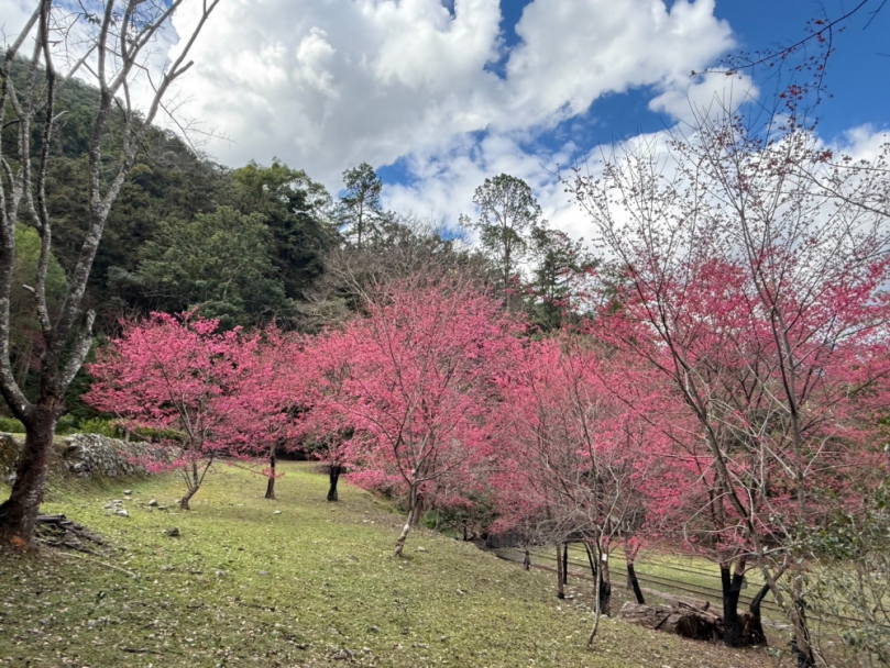 八仙山山櫻花盛開搭臺灣觀巴輕鬆走進中部賞櫻秘境