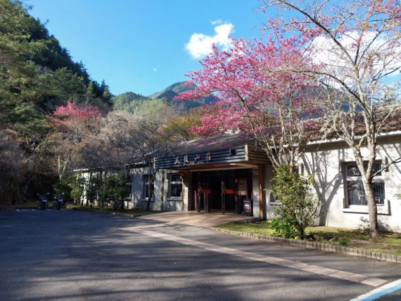 櫻花綻放山林間　馬年春節暢遊中部森林遊樂區
