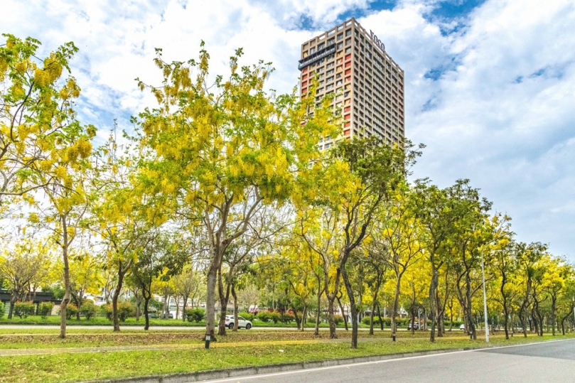 嘉義福容voco酒店曝「賞花懶人包」 阿里山櫻花、黃金阿勃勒必看美景