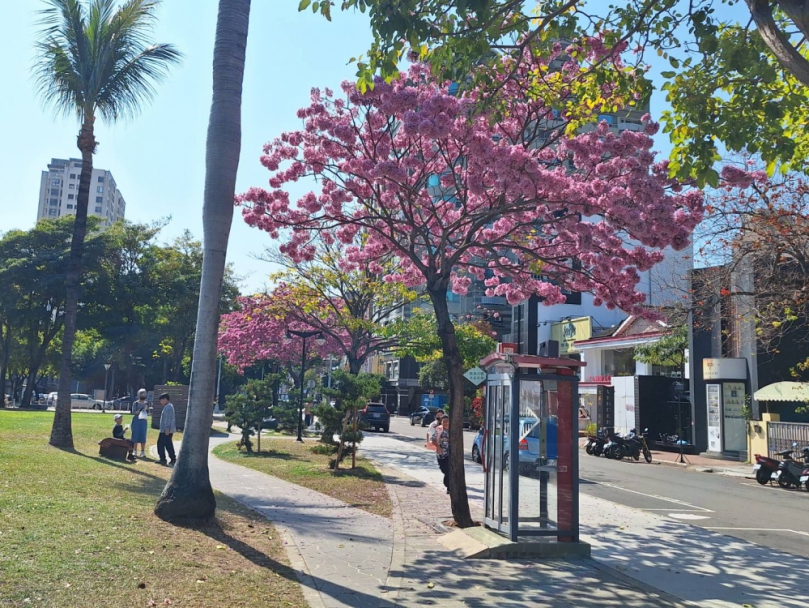 春日限定美景登場！中市洋紅風鈴木盛開　粉紅花海率先報春