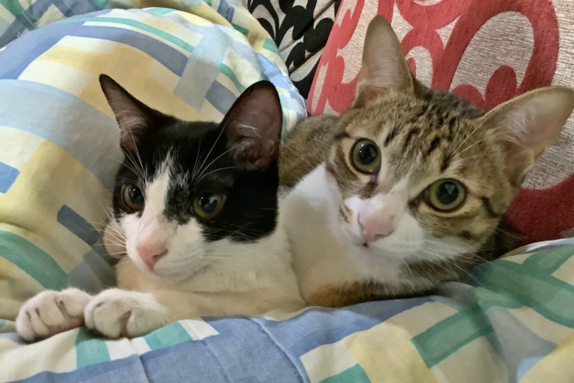 台灣十年來家庭結構翻轉！新生兒腰斬、貓咪登記數飆3.2倍　弘光科大老師提醒居住及社福政策應跟上趨勢