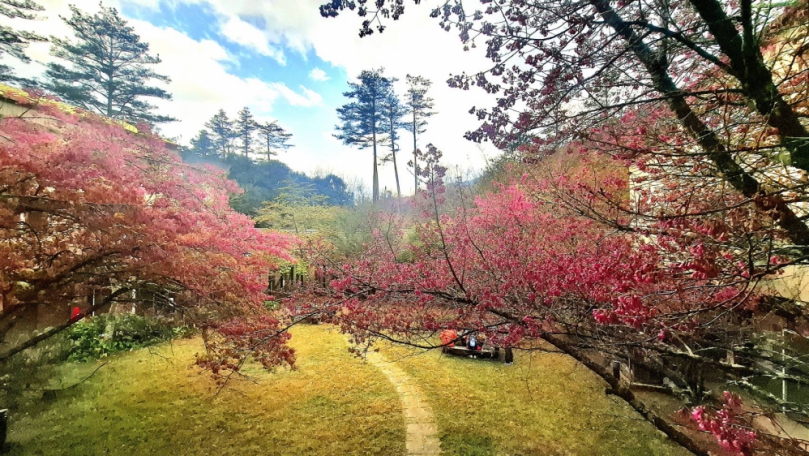 把握櫻花季的浪漫武陵國家森林遊樂區春日健行正精彩