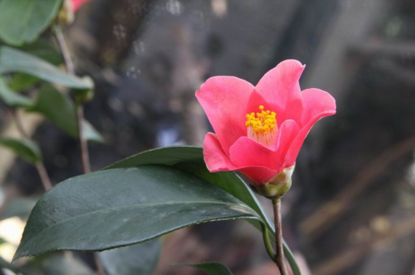 4種臺灣原生種苗木   林保署新竹分署3/5送給你