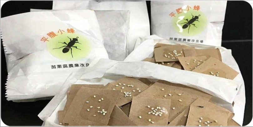 臭屁蟲是荔枝農大敵   竹市與農會釋放53萬隻平腹小蜂    生物防治助果農