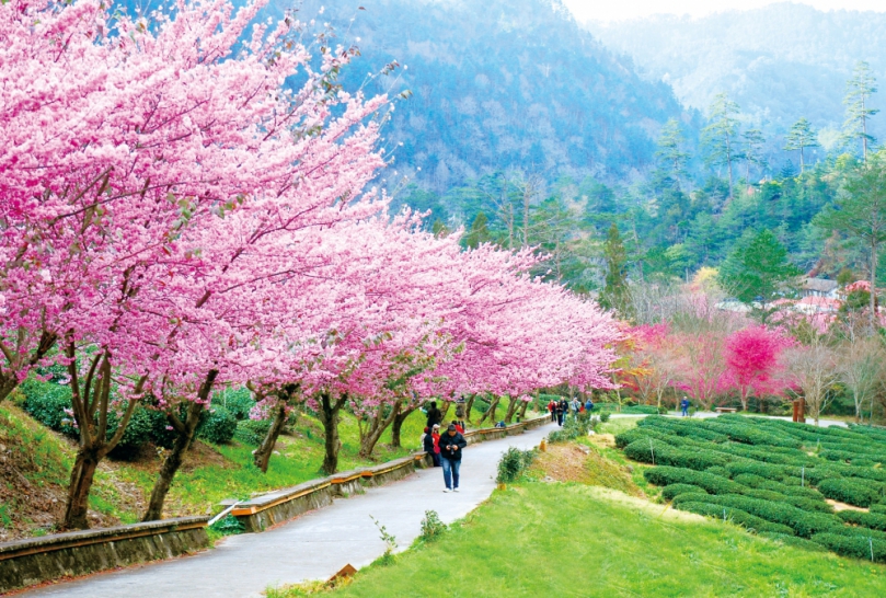 數位導航賞花不迷航！「台中賞花地圖」上線網羅85處浪漫景點