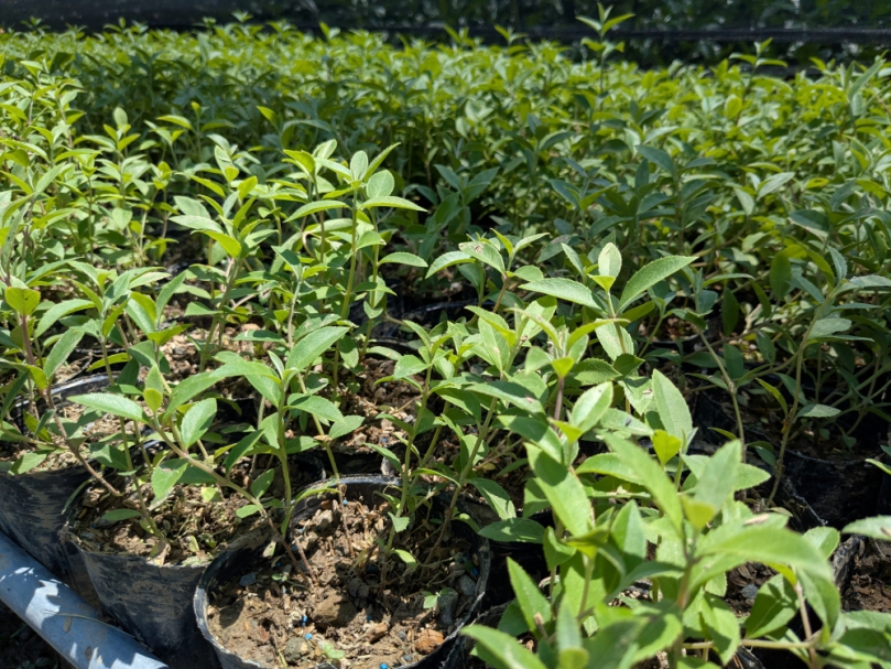 植樹月限定!3月14日開放線上預約領苗　一起把綠意帶回家