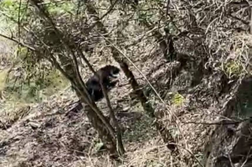 臺灣黑熊現身大鹿林道東線　新竹分署籲山友提高警覺
