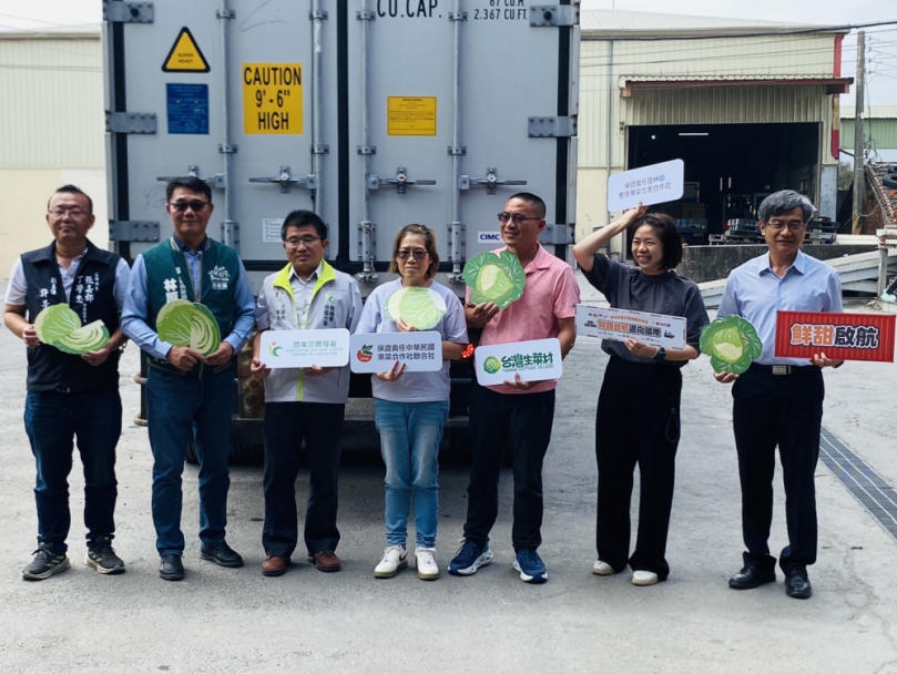 價格回穩需求升溫　台灣甘藍外銷再創新高農民受惠