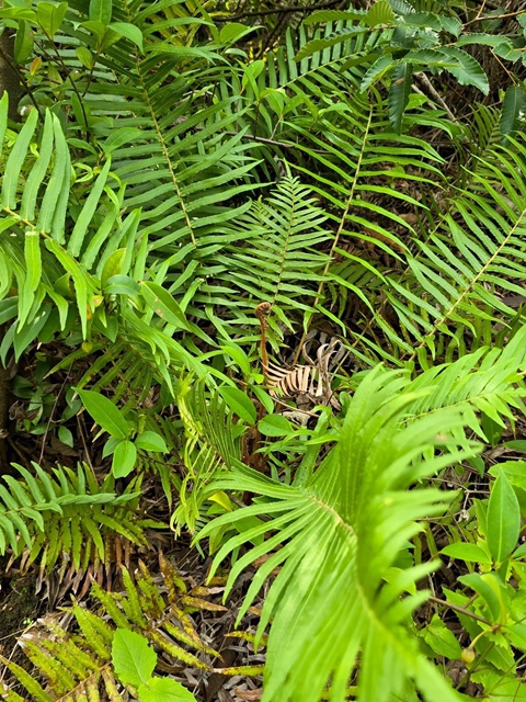 中興大學兩場域獲「保育共生地」認證   展現森林與溪流復育成果