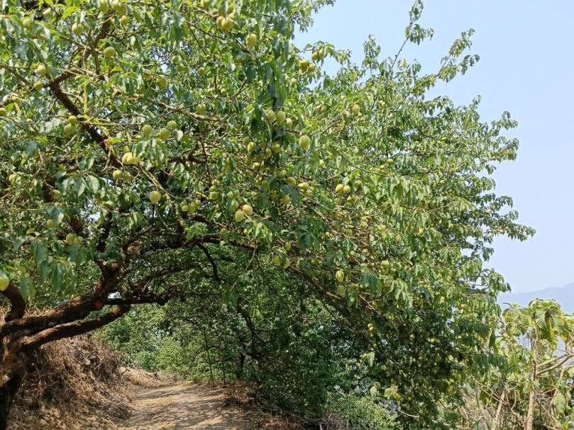 臺南市楠西區梅乾旱災損4月2日起現金救助申請， 黃偉哲呼籲受災農戶儘速提出申請