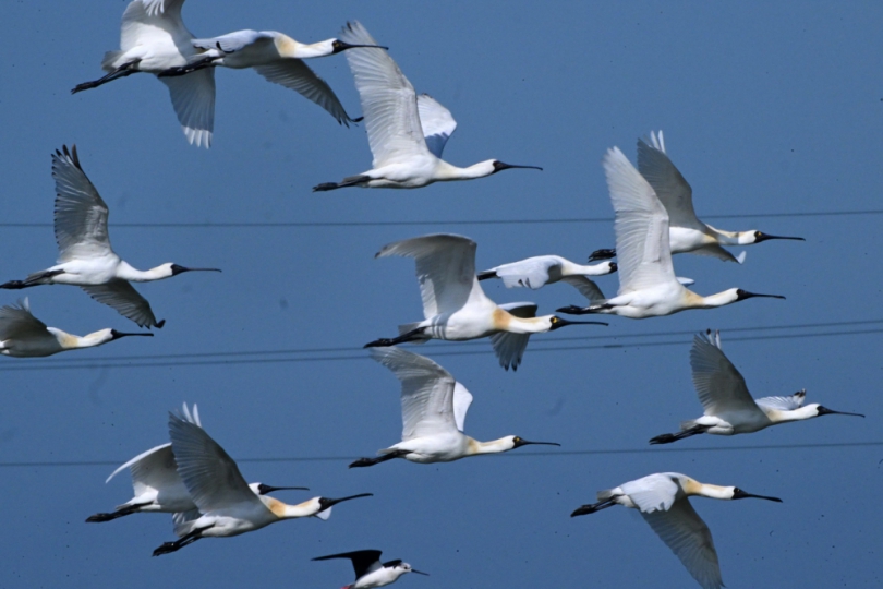 全臺黑琵數量創新高！台南市公私協力營造良好棲地環境