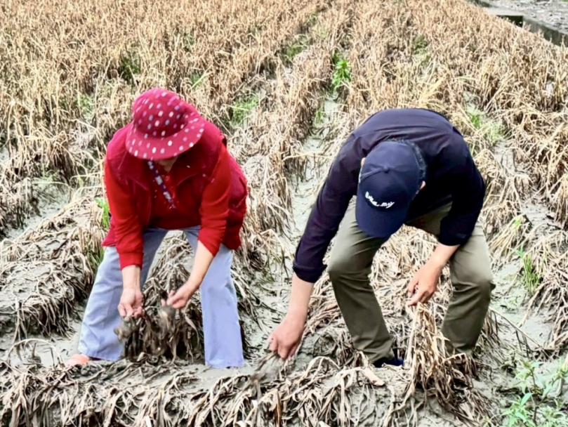 雲林蒜田積水腐爛　立委劉建國帶隊五鄉鎮勘災爭救助