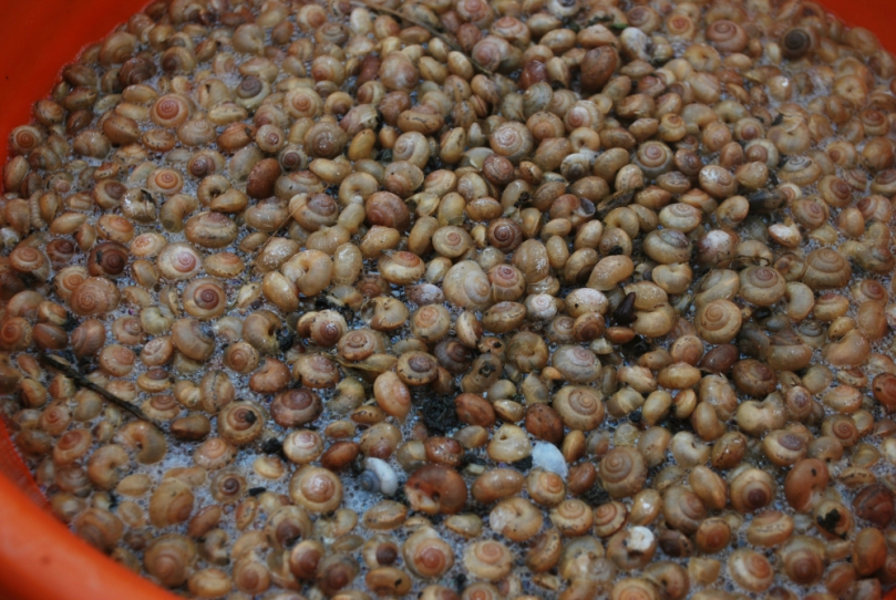 雨後天晴小蝸牛群現果園　苦了有機種植果農