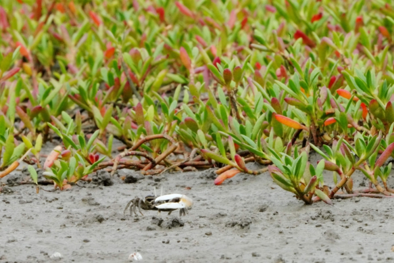 復育香山濕地特有種臺灣旱招潮蟹   新竹市攜手清大清除海馬齒