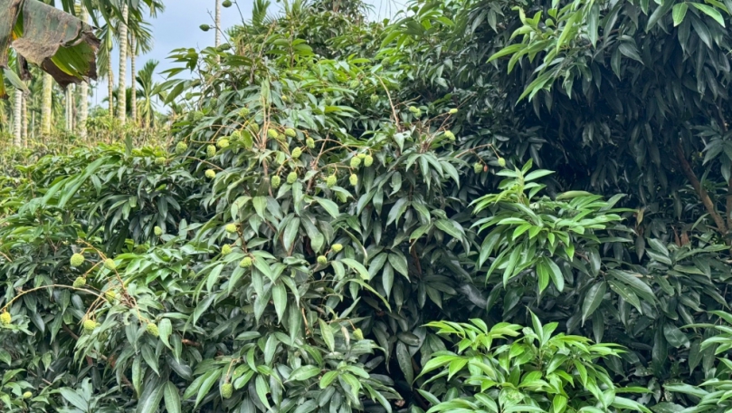 遲發性乾旱重創產量！雲林荔枝全面救助啟動助農減損
