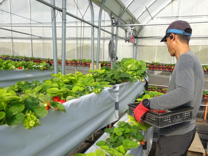 夏季病蟲害高峰期   新竹市提醒農友安全使用農藥   確保消費者食安