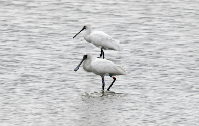 學甲濕地第2隻傷癒黑琵N49飛回台灣度冬