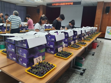 彰化縣露天葡萄果品評鑑競賽，在農改場舉辦。（照片記者周為政攝）