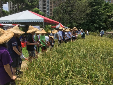 臺北客家農場一期稻作割禾　一日農夫趣