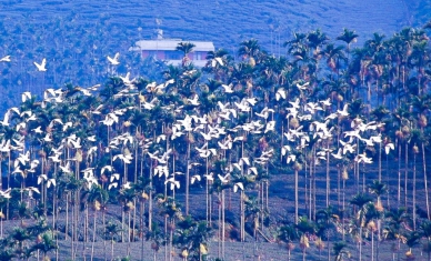 嘉義秋季賞鳥美景「萬鷺朝鳳」　探索太興村自然與茶文化完美旅程