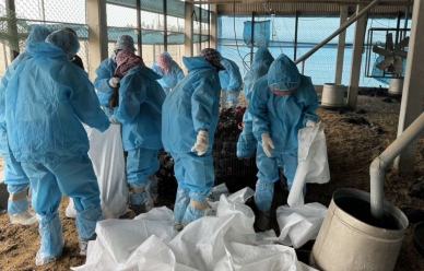 雲林東勢鄉土雞場確診H5N1禽流感　5,225隻土雞撲殺銷毀防疫情擴散