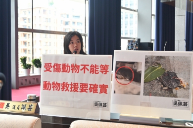 受傷動物不能等 議員吳佩芸:臺中市動物搜救量能缺乏 市府應做好媒合及聯絡角色