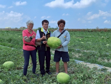 學甲西瓜節將登場 張明寶先勘察