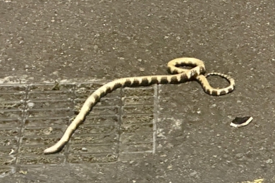 夏天來臨蛇類出沒頻繁   霧峰坑口山區傳出毒蛇咬死犬隻事件  民進黨市議員李天生提醒鄉親注意防範