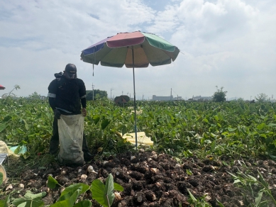 品質優越口味佳享譽全國大甲芋頭　時下是最好吃時刻