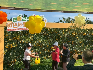 2025古坑橙色季節啟動　柑橘體驗、市集亮點全面再升級