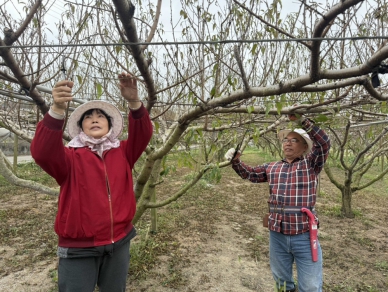 外埔徐寶卿夫妻開始整理水蜜桃園　期待明年四月產期出現好成果