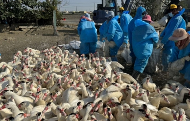 候鳥過境風險升高　雲縣強化秋冬禽流感防疫
