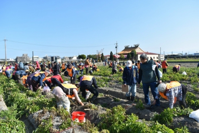 聯合社區整合在地資源  「薯意聯合－挖洋薯」行銷農產特色打造食農教育與社區品牌新典範