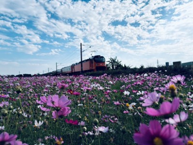 台中推動冬季景觀綠肥打造海線鐵道花田風光