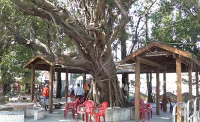 （影音）／北港運動公園褐根病樹木移除　基於安全考量病樹經專家評估後移除