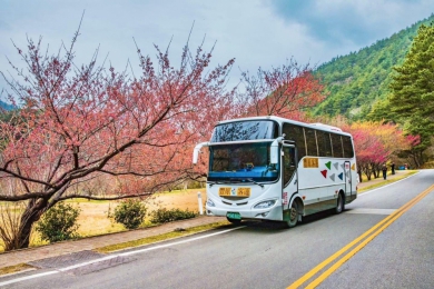 2026武陵櫻花季2月13日浪漫登場！中市府推賞櫻專車、「台中Go」購票