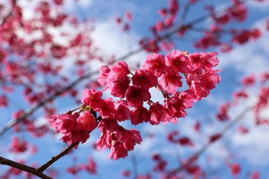 賞櫻結合療癒市集接駁　草嶺石壁打造最療癒春季旅程