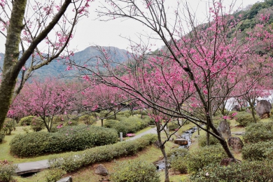 2026陽明山花季系列活動期間　建請多加利用大眾運輸服務