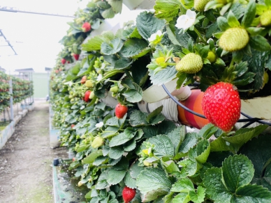 （影音）／草莓牆喜迎新春！褒忠魚菜共生成果亮相　循環農業再進化