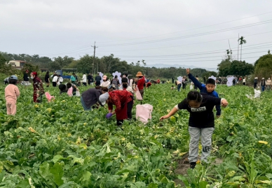 步步高升好彩頭　竹山鎮拔蘿蔔體驗活動加碼現炸蘿蔔糕