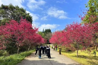 全台最美櫻花校園！暨大櫻花季將「大盛開」 獨家穿山甲御守限量加持